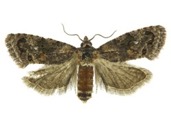 ACodling Moths damage apple, pears and flowering crabapple trees.